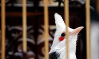 Les bulbuls orphées et les jeunes hanoïens